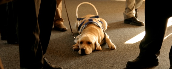 guide dog laying on floor waiting